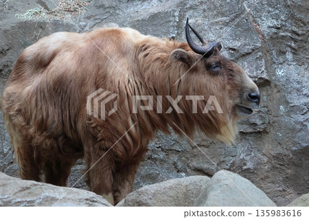 Golden Takin 135983616