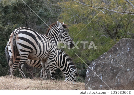 zebra  135983668