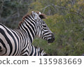 zebra  135983669