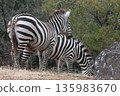 zebra  135983670