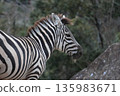zebra  135983671
