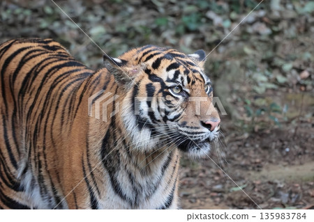 Sumatran tiger Sumatran tiger 135983784