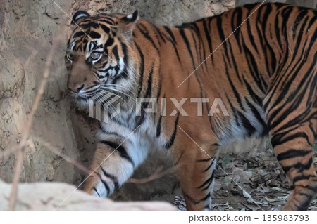 蘇門答臘虎 135983793