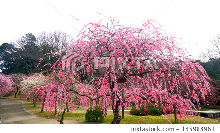 美麗的梅花在早春盛開 135983961