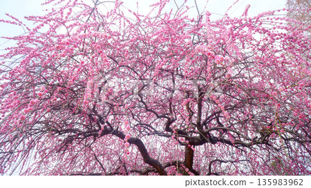 美麗的梅花在早春盛開 135983962