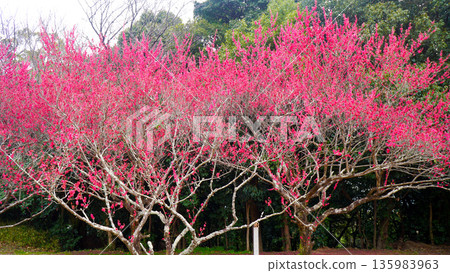 Beautiful plum blossoms bloom in early spring 135983963