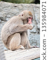 monkey 135984071