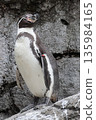 Humboldt Penguin 135984165