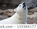 Polar bears 135984177