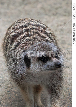 meerkat meerkat 135984270