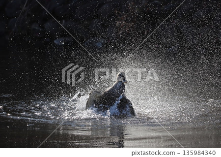 Mallard ducks splashing and swimming in a winter pond with sparkling water Mallard ducks splashing and swimming in a winter pond with sparkling water 135984340