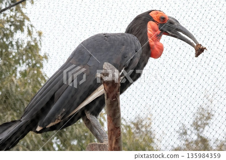 Southern hornbill Southern hornbill 135984359