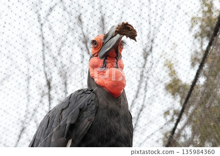 Southern hornbill Southern hornbill 135984360