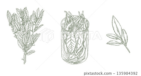 Black pepper branches with berries in glass jar illustrated in vintage botanical style Black pepper branches with berries in glass jar illustrated in vintage botanical style 135984392