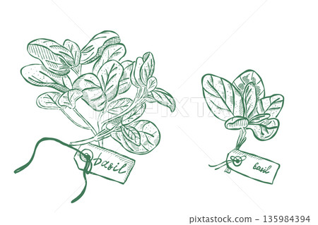 Fresh basil herb bunches with labels illustrated in vintage botanical style Fresh basil herb bunches with labels illustrated in vintage botanical style 135984394