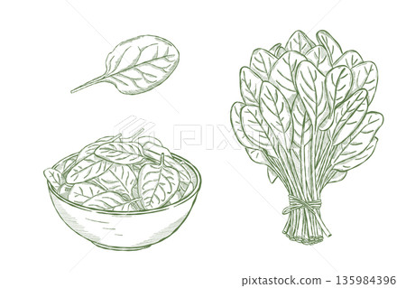 Fresh spinach leaves and bunch illustrated in vintage botanical engraving style 135984396