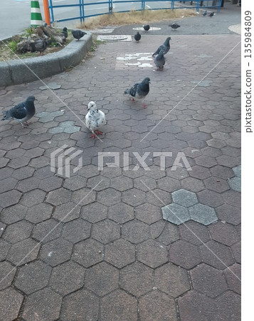 White dove pigeon White dove pigeon 135984809
