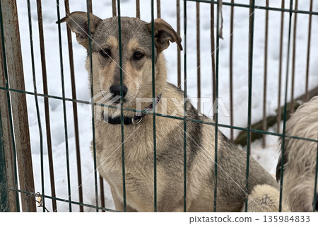 Dogs in animal shelter outdoor in winter. Dog waits sadly in a shelter cage, representing vulnerability and hope 135984833