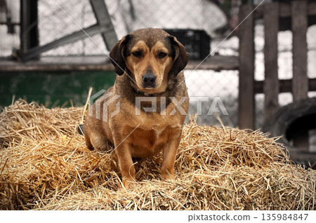 Dogs in animal shelter outdoor in winter. Dog waits sadly in a shelter cage, representing vulnerability and hope 135984847