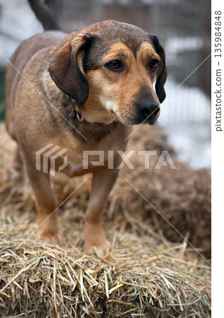 Dogs in animal shelter outdoor in winter. Dog waits sadly in a shelter cage, representing vulnerability and hope Dogs in animal shelter outdoor in winter. Dog waits sadly in a shelter cage, representing vulnerability and hope 135984848