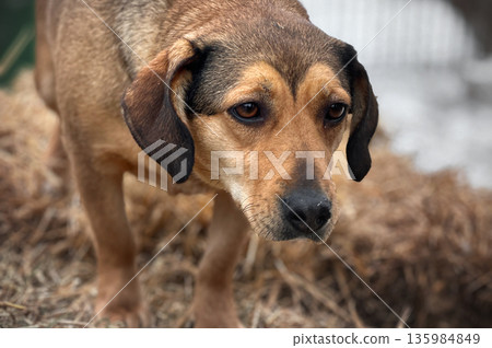 Dogs in animal shelter outdoor in winter. Dog waits sadly in a shelter cage, representing vulnerability and hope Dogs in animal shelter outdoor in winter. Dog waits sadly in a shelter cage, representing vulnerability and hope 135984849