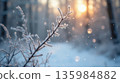 winter forest in the snow 135984882