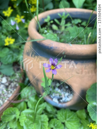 Sisal blooming in the garden Sisal blooming in the garden 135984894