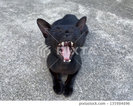 Yawn of black cat 135984896