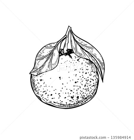 Vector monochrome unpeeled citrus fruit with leaves isolated illustration painted by black inks in black and white linear style. Whole mandarin orange, tangerine, grapefruit or pummelo on branch Vector monochrome unpeeled citrus fruit with leaves isolated illustration painted by black inks in black and white linear style. Whole mandarin orange, tangerine, grapefruit or pummelo on branch 135984914