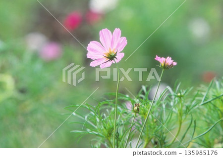 Pink cosmos photographed on positive film 135985176