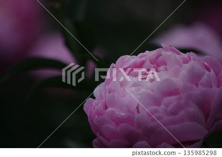 牡丹(消歧義) 牡丹(消歧義) 135985298