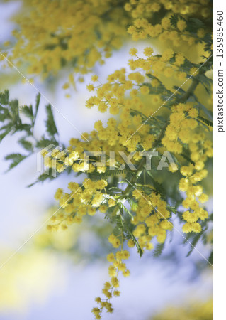 春日陽光下的含羞草透明花朵背景 135985460