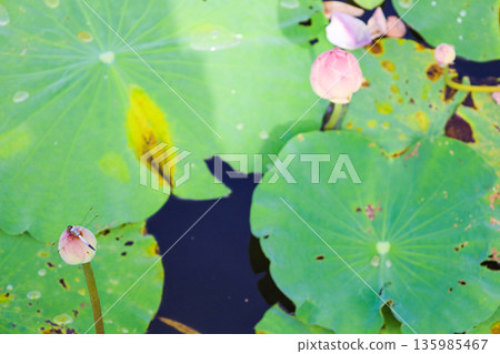 Lotus flower Lotus flower 135985467