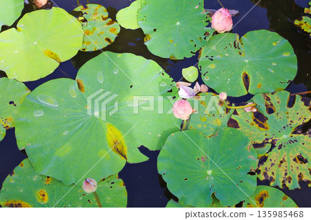Lotus flower Lotus flower 135985468