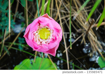 Lotus flower  135985471
