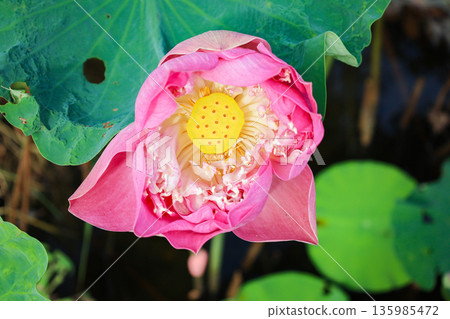 蓮花 135985472