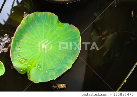 蓮花葉子漂浮在池塘里 蓮花葉子漂浮在池塘里 135985475