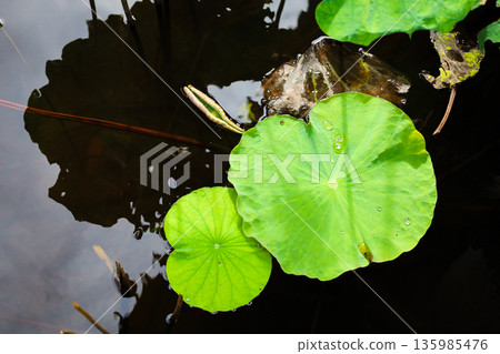 Lotus leaves floating in a pond Lotus leaves floating in a pond 135985476