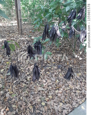落葉,枯葉 落葉,枯葉 135985578