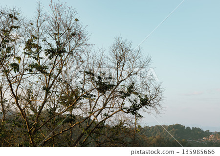 Doi Pang Khon in Chiang Rai, Thailand 135985666