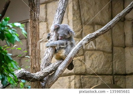 Koala sleeping on a tree 135985681