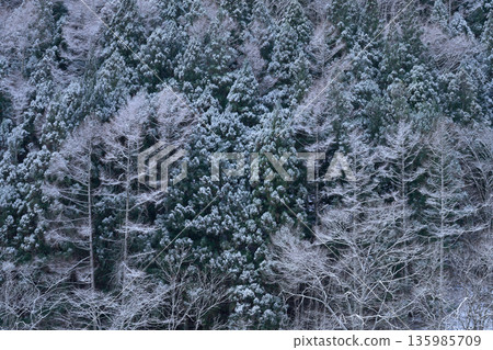 A snow-covered forest A snow-covered forest 135985709