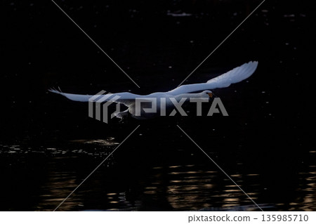 Swan flying out Swan flying out 135985710