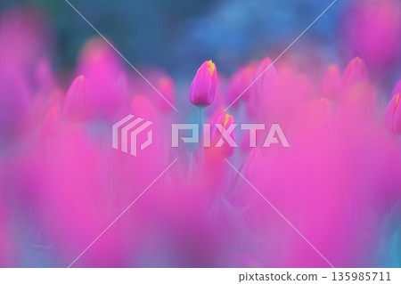 Purple tulip field morning Purple tulip field morning 135985711