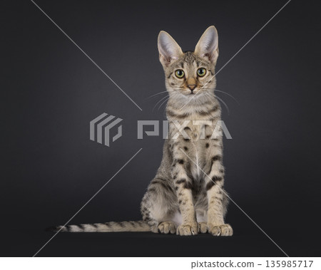 Brown cat on black background 135985717