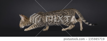 Brown cat on black background Brown cat on black background 135985719