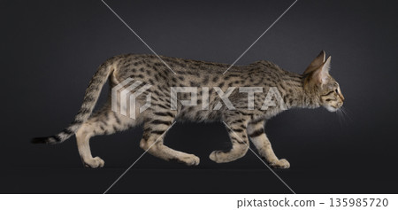 Brown cat on black background Brown cat on black background 135985720