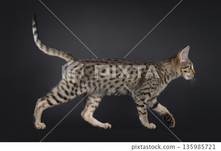 Brown cat on black background 135985721