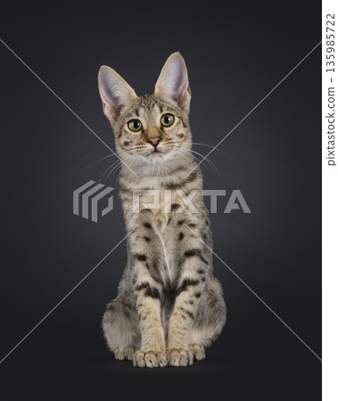 Brown cat on black background Brown cat on black background 135985722