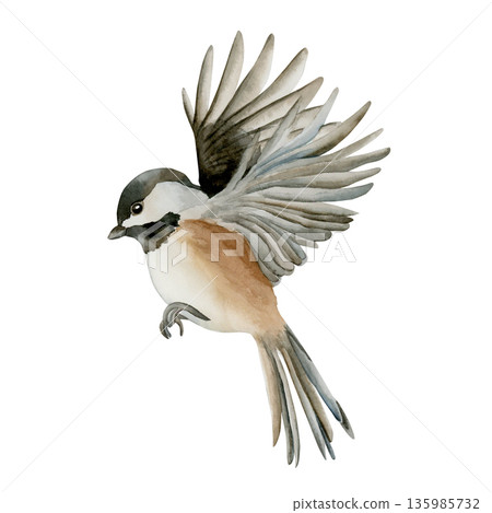 Black capped Chickadee Bird in flight flying down open wings. Watercolor hand drawn illustration isolated on white background for Easter decor spring design cottagecore card poster print home textile 135985732